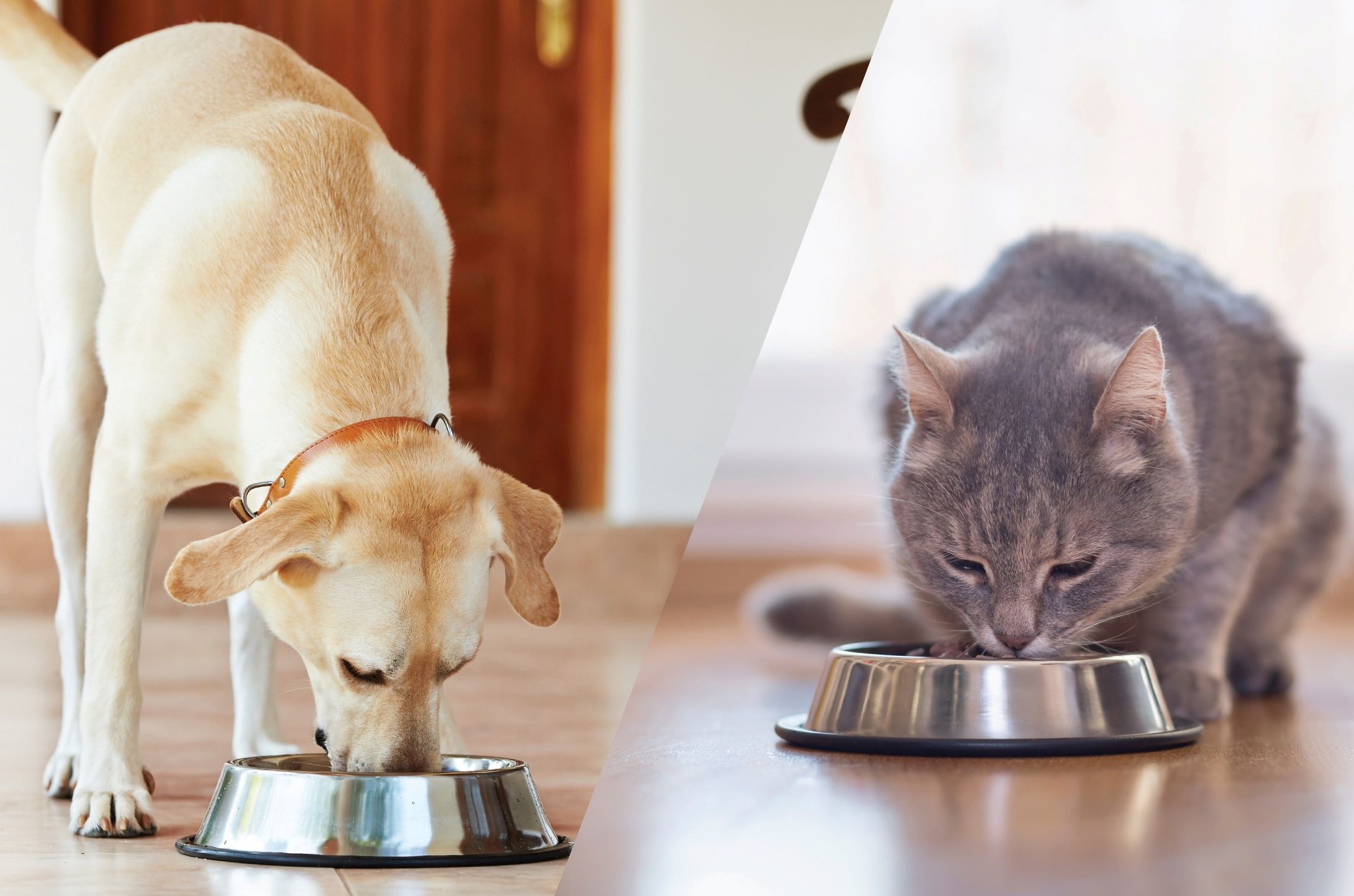 Wet vs Dry Pet Food Benefits